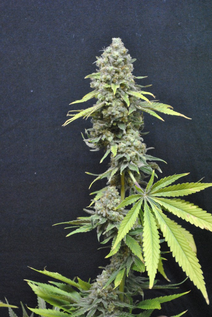 CBD Outdoor Mix