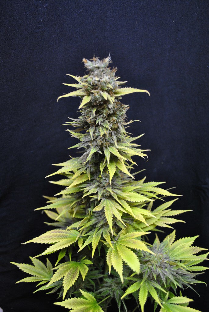 CBD Nordle