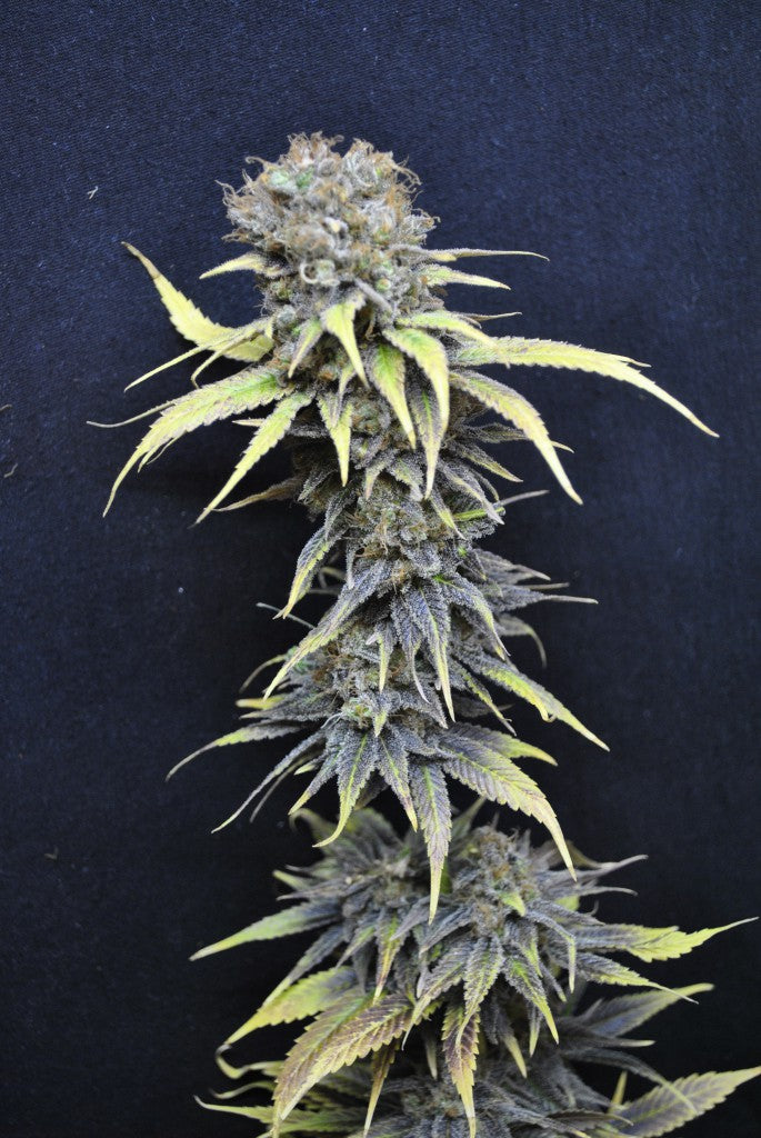 CBD Nordle