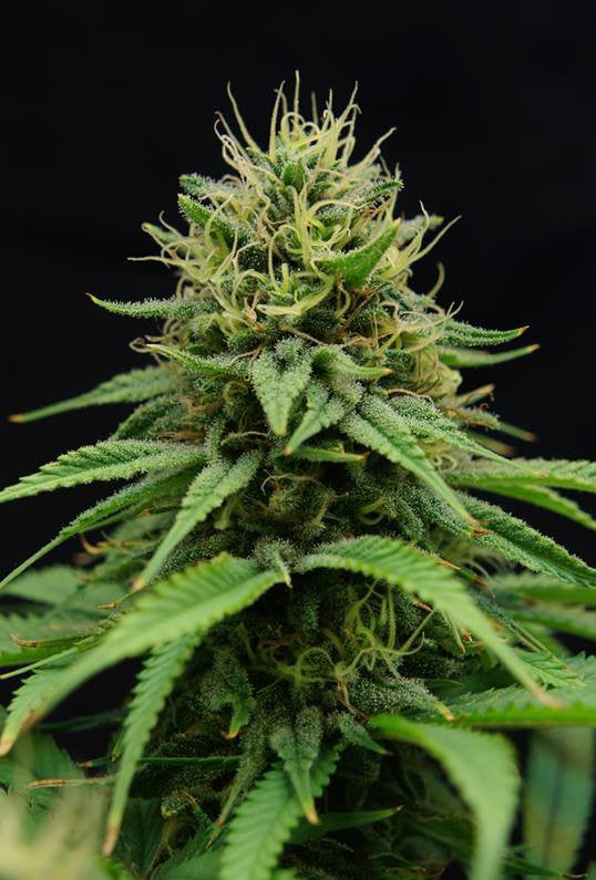 CBD Nordle