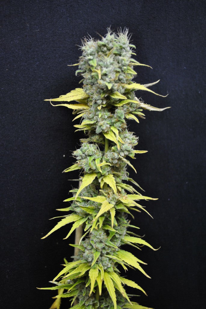 CBD Skunk Haze