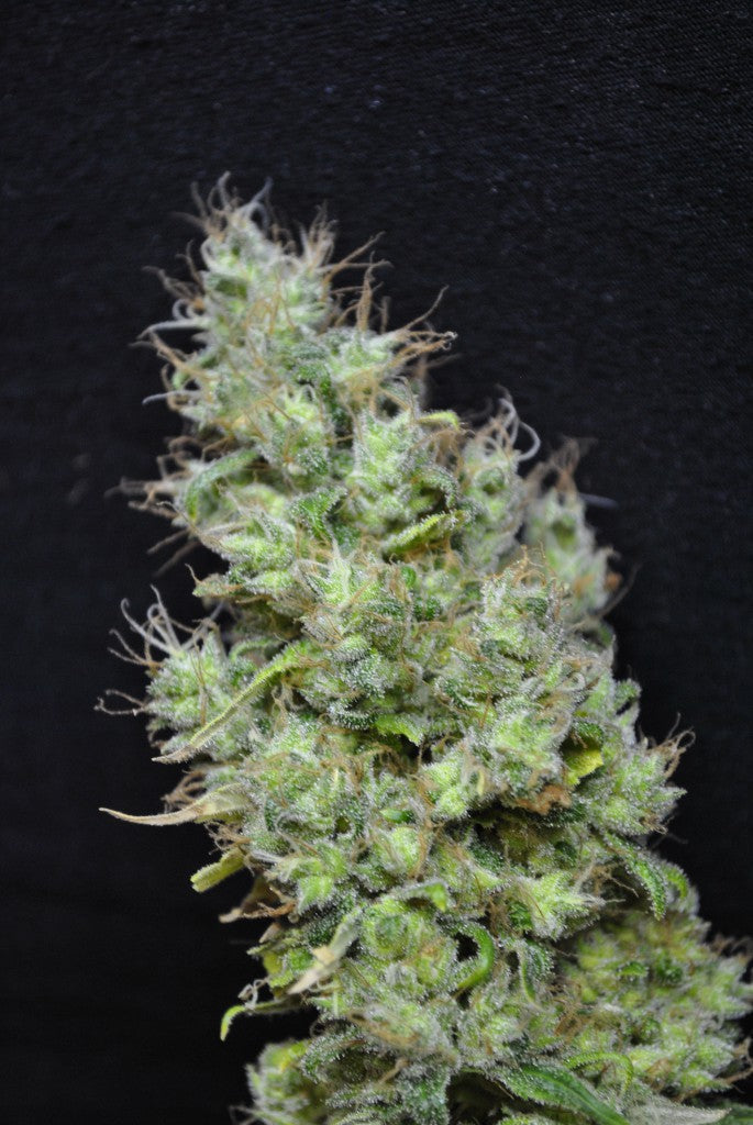 CBD Skunk Haze