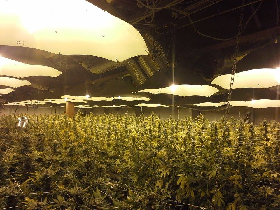 CBD MediHaze
