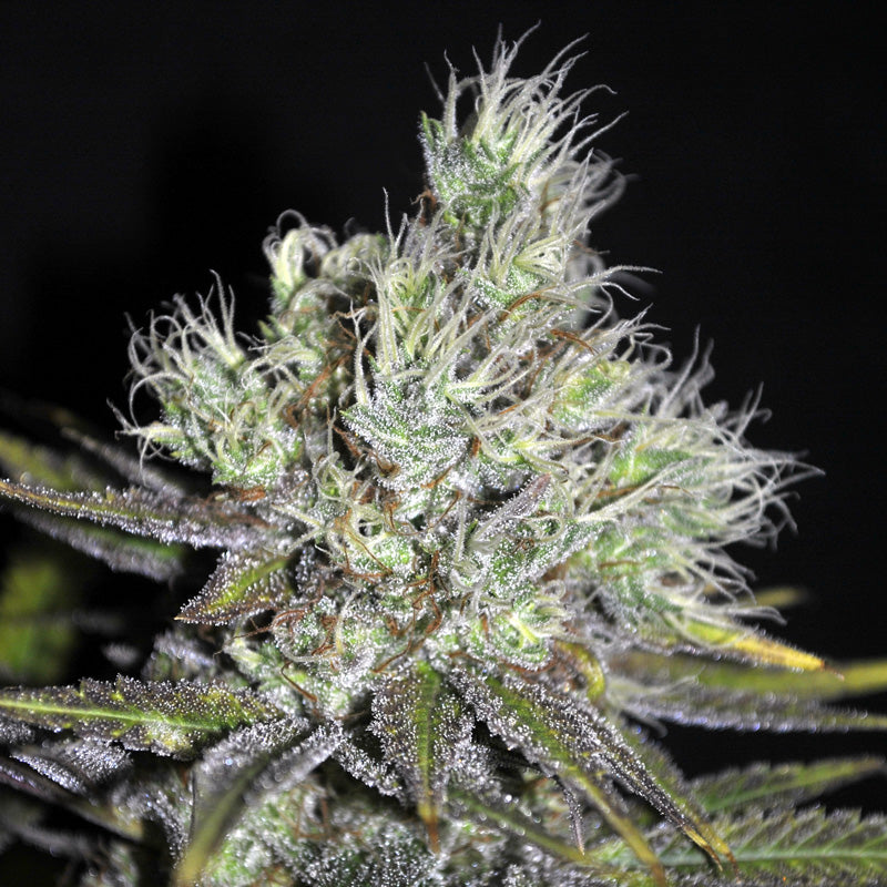 CBD Outdoor Mix