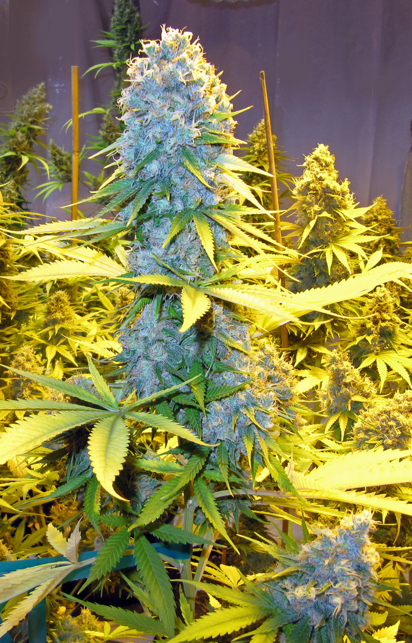 Critical Mass Mr. Nice Seeds