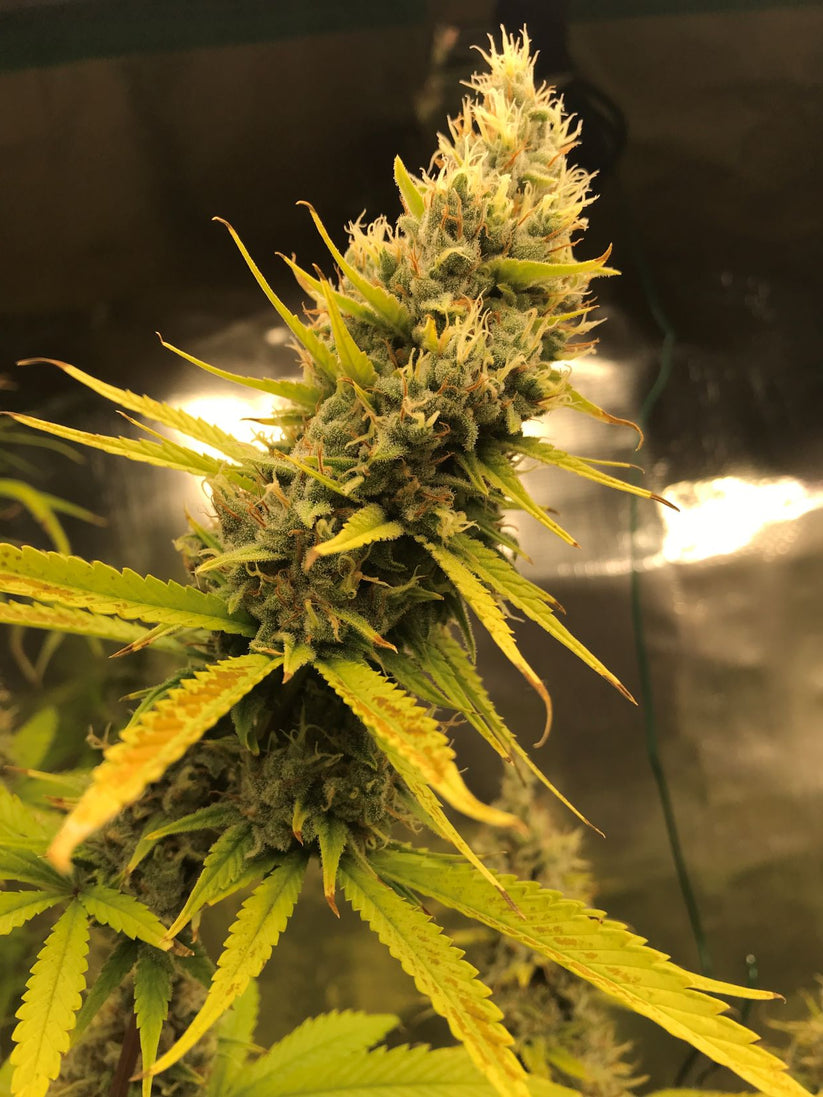 Super Silver Haze Mr. Nice Seeds